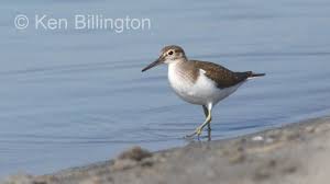 Attēlu rezultāti vaicājumam “Actitis hypoleucos”