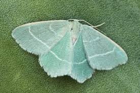 Attēlu rezultāti vaicājumam “Chlorissa viridata”