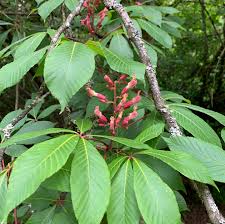 Attēlu rezultāti vaicājumam “Aesculus x hybrida leaf”