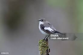 Attēlu rezultāti vaicājumam “Ficedula hypoleuca”