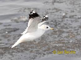 Attēlu rezultāti vaicājumam “Larus canus”