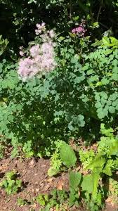 Attēlu rezultāti vaicājumam “Thalictrum aquilegifolium fruit”