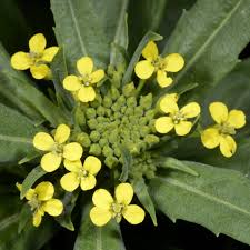 Attēlu rezultāti vaicājumam “Erysimum cheiranthoides leaf”