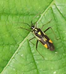 Attēlu rezultāti vaicājumam “Grypocoris sexguttatus imago”