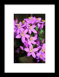 Image result for Centaurium erythraea