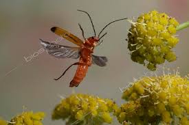 Attēlu rezultāti vaicājumam “Rhagonycha fulva”