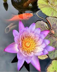 Attēlu rezultāti vaicājumam “Nymphaeaceae”