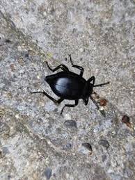 Attēlu rezultāti vaicājumam “Blaps mortisaga”