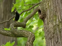 Attēlu rezultāti vaicājumam “Sturnus vulgaris nest”