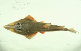 Image result for Rhynchobatus djiddensis