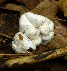 Attēlu rezultāti vaicājumam “Badhamia utricularis stalked”