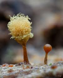 Attēlu rezultāti vaicājumam “Hemitrichia calyculata stalked”