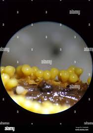 Attēlu rezultāti vaicājumam “Oligonema favogineum”