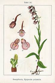 Attēlu rezultāti vaicājumam “Epipactis palustris bud”