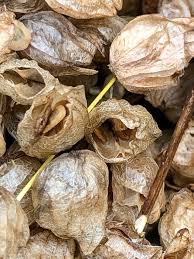 Attēlu rezultāti vaicājumam “Rhinanthus serotinus fruit”