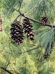 Attēlu rezultāti vaicājumam “Pinus”