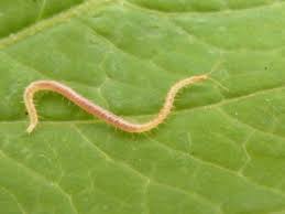 Attēlu rezultāti vaicājumam “Geophilidae”