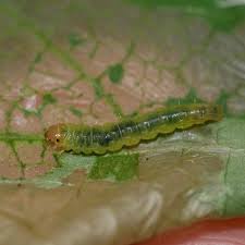 Attēlu rezultāti vaicājumam “Pandemis”