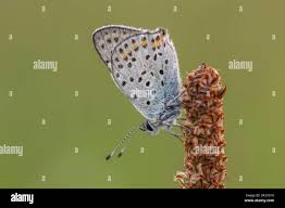 Attēlu rezultāti vaicājumam “Lycaena tityrus male”