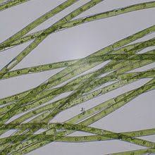 Attēlu rezultāti vaicājumam “Comatricha elegans var. microspora”