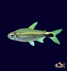 Attēlu rezultāti vaicājumam “Tetratoma ancora”