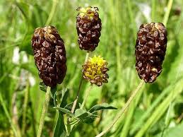 Attēlu rezultāti vaicājumam “Trifolium spadiceum”