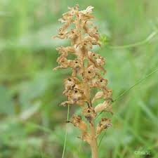 Attēlu rezultāti vaicājumam “Neottia nidus-avis”