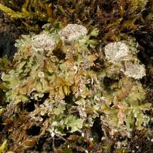 Attēlu rezultāti vaicājumam “Cladonia botrytes”