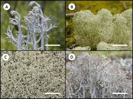 Attēlu rezultāti vaicājumam “Cladonia mitis”