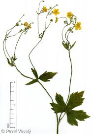 Attēlu rezultāti vaicājumam “Ranunculus lanuginosus bud”
