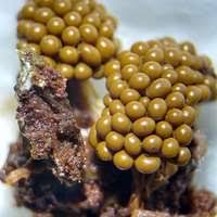 Attēlu rezultāti vaicājumam “Physarum flavicomum”