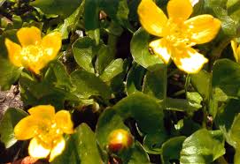 Attēlu rezultāti vaicājumam “Caltha palustris”