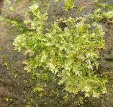 Attēlu rezultāti vaicājumam “Lophocolea minor”