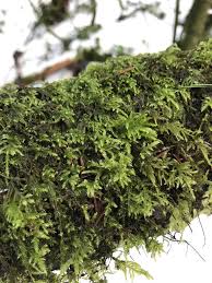 Attēlu rezultāti vaicājumam “Brachythecium salebrosum sporophyte”