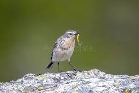 Image result for Anthus spinoletta