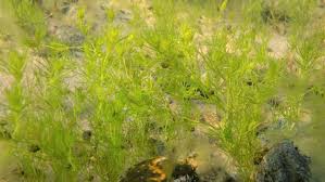 Attēlu rezultāti vaicājumam “Najas tenuissima”