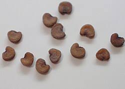 Attēlu rezultāti vaicājumam “Silene tatarica”