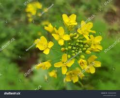 Attēlu rezultāti vaicājumam “Rorippa amphibia”