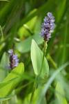 File:<b>Pontederiaceae</b>