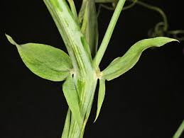 Attēlu rezultāti vaicājumam “Lathyrus latifolius leaf”