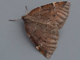 Attēlu rezultāti vaicājumam “Epirranthis diversata”