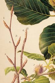 Attēlu rezultāti vaicājumam “Fagus sylvatica fruit”