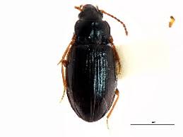 Attēlu rezultāti vaicājumam “Tachyta nana”