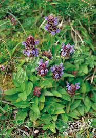 Attēlu rezultāti vaicājumam “Prunella vulgaris”