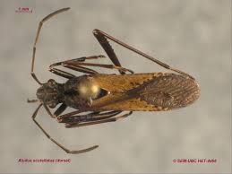 Attēlu rezultāti vaicājumam “Alydus calcaratus imago”