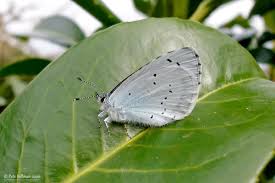 Attēlu rezultāti vaicājumam “Celastrina argiolus female”