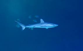 Image result for Carcharhinus galapagensis