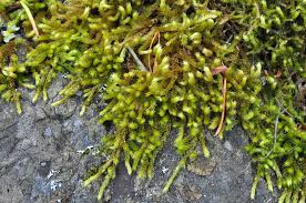 Attēlu rezultāti vaicājumam “Antitrichia curtipendula sporophyte”