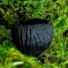 Attēlu rezultāti vaicājumam “Stemonitopsis typhina spores”