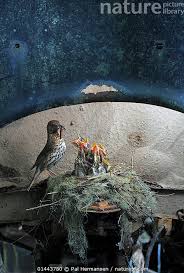 Attēlu rezultāti vaicājumam “Turdus philomelos nest”